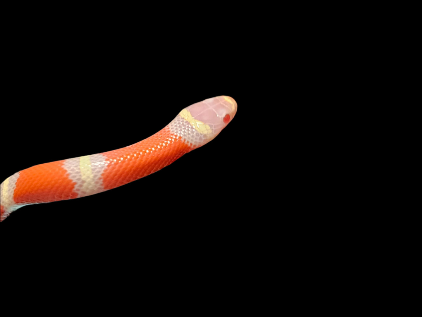 Albino Het Splotch Nelson's Milk Snake