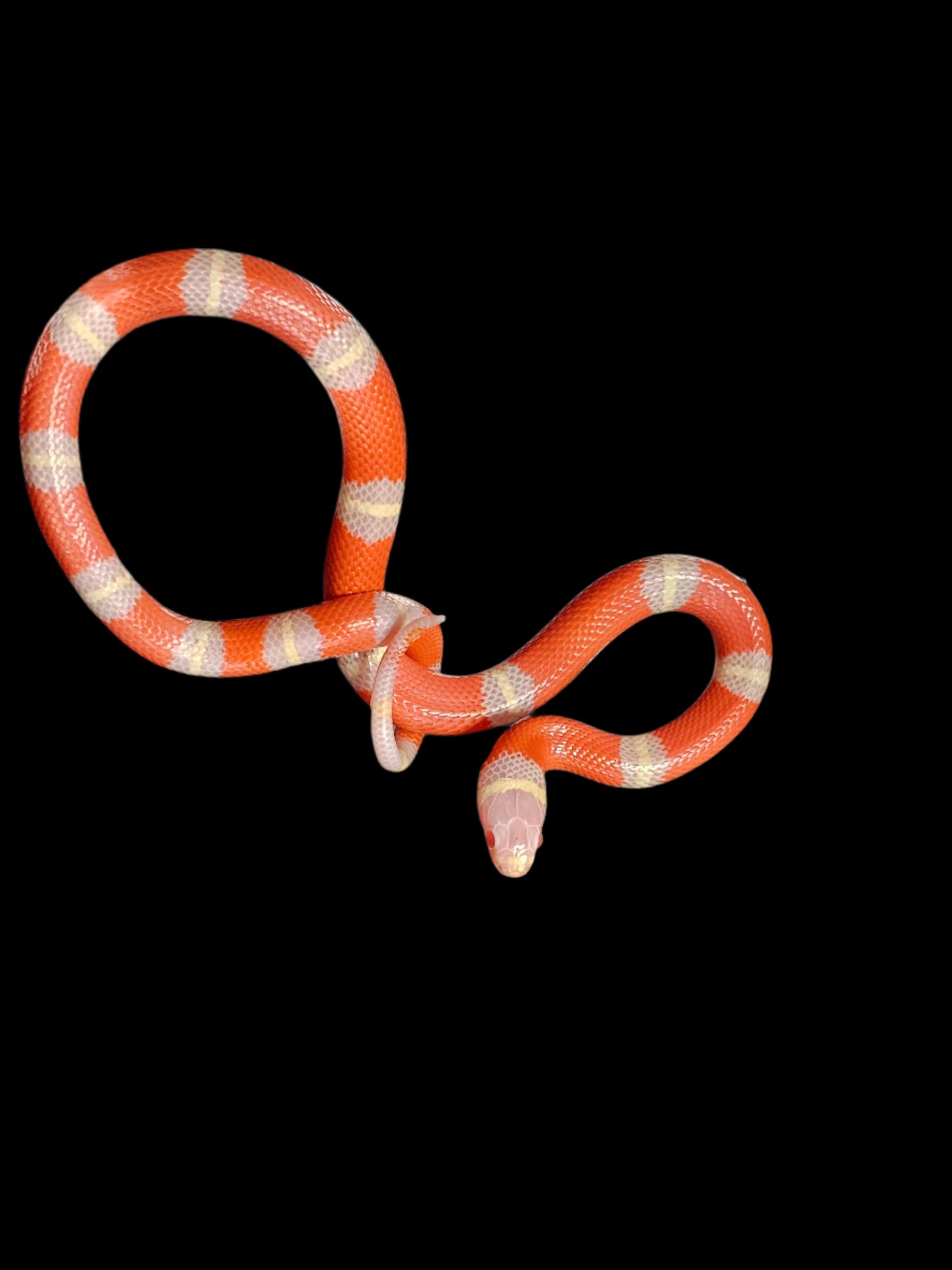 Albino Het Splotch Nelson's Milk Snake