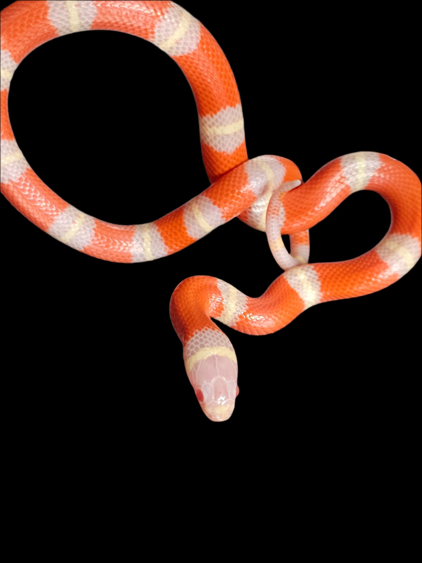 Albino Het Splotch Nelson's Milk Snake