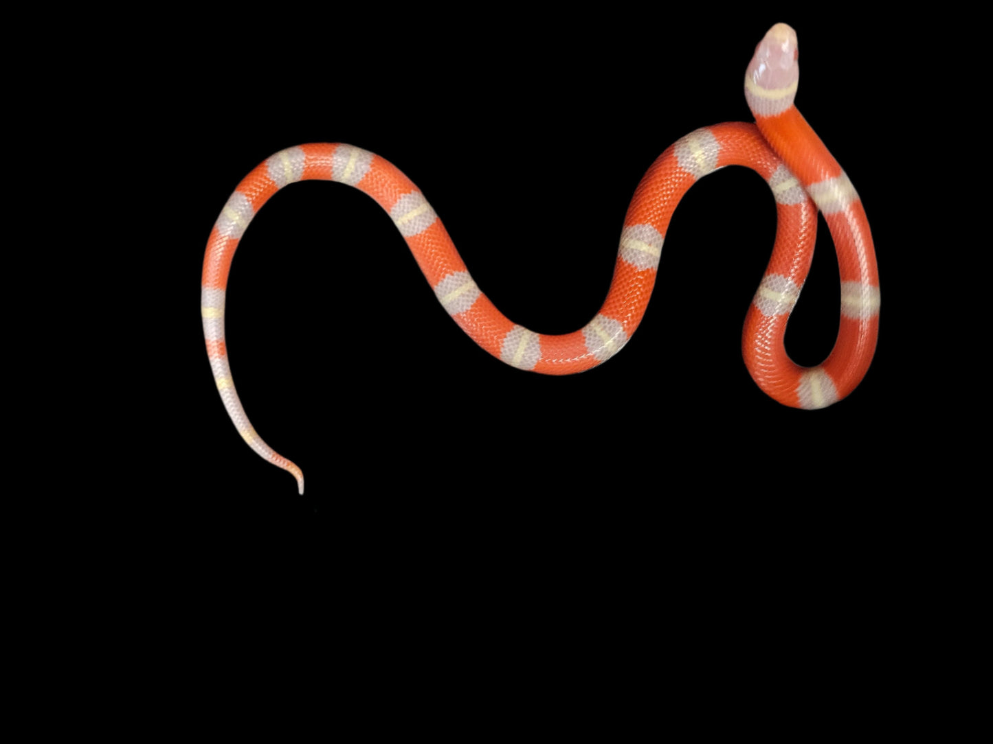 Albino Het Splotch Nelson's Milk Snake