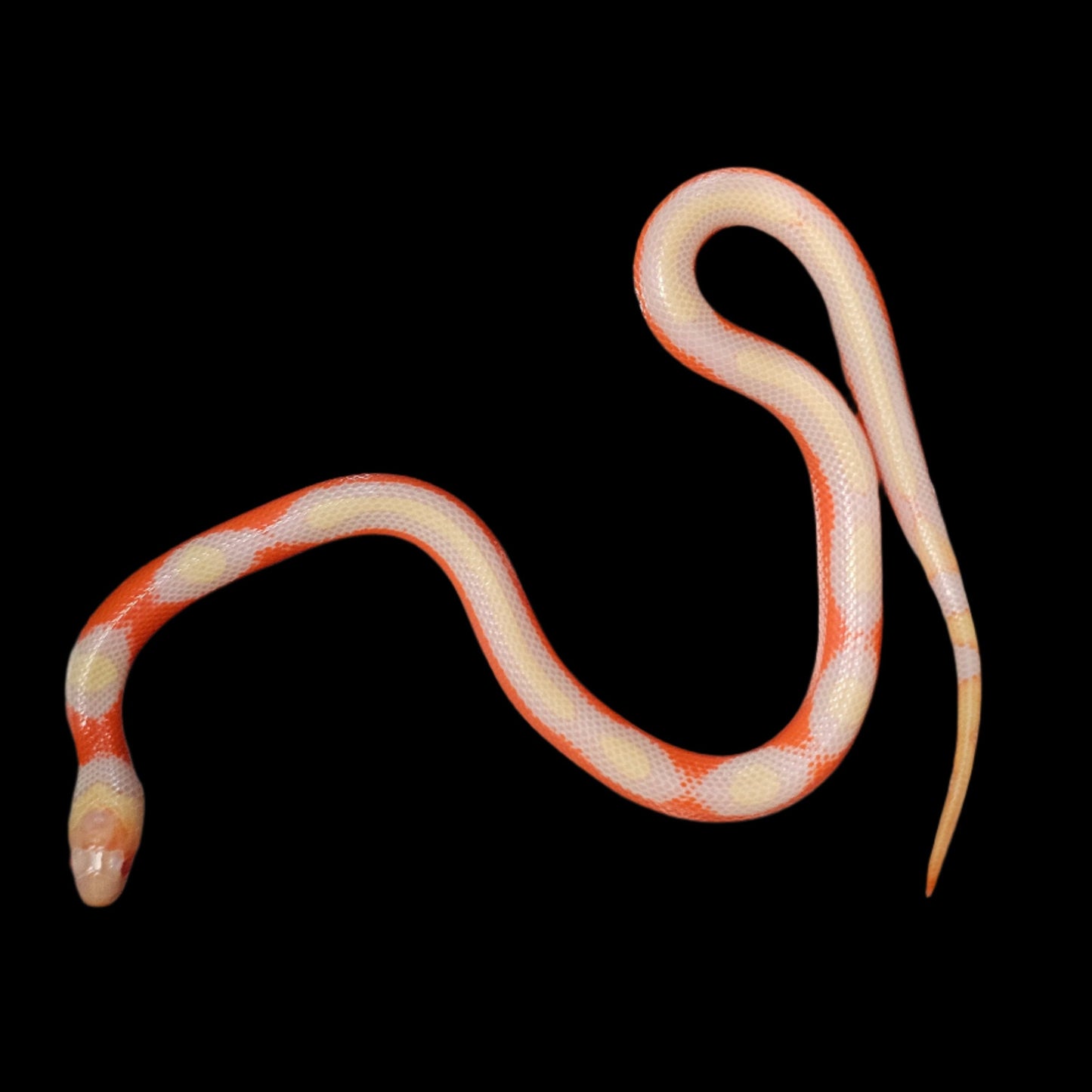 Albino Splotch Nelson's Milk Snake