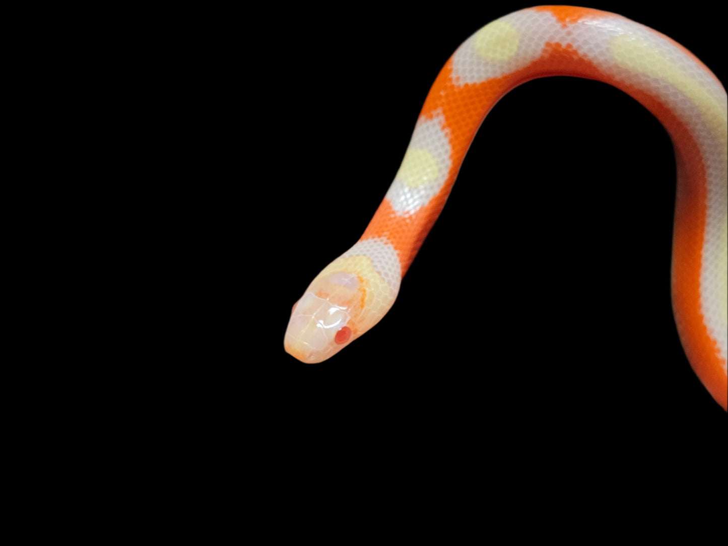 Albino Splotch Nelson's Milk Snake