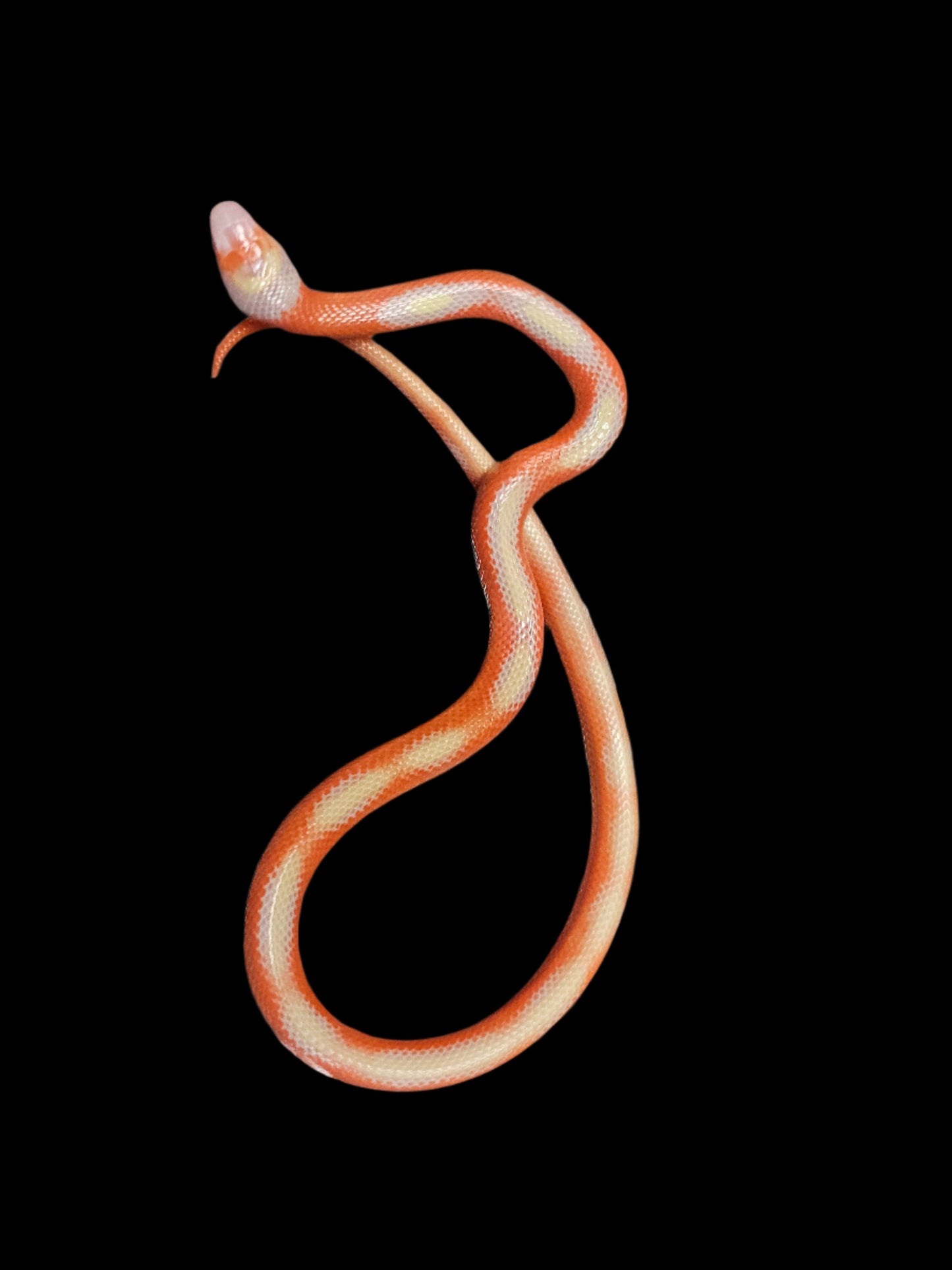 Albino Splotch Nelson's Milk Snake