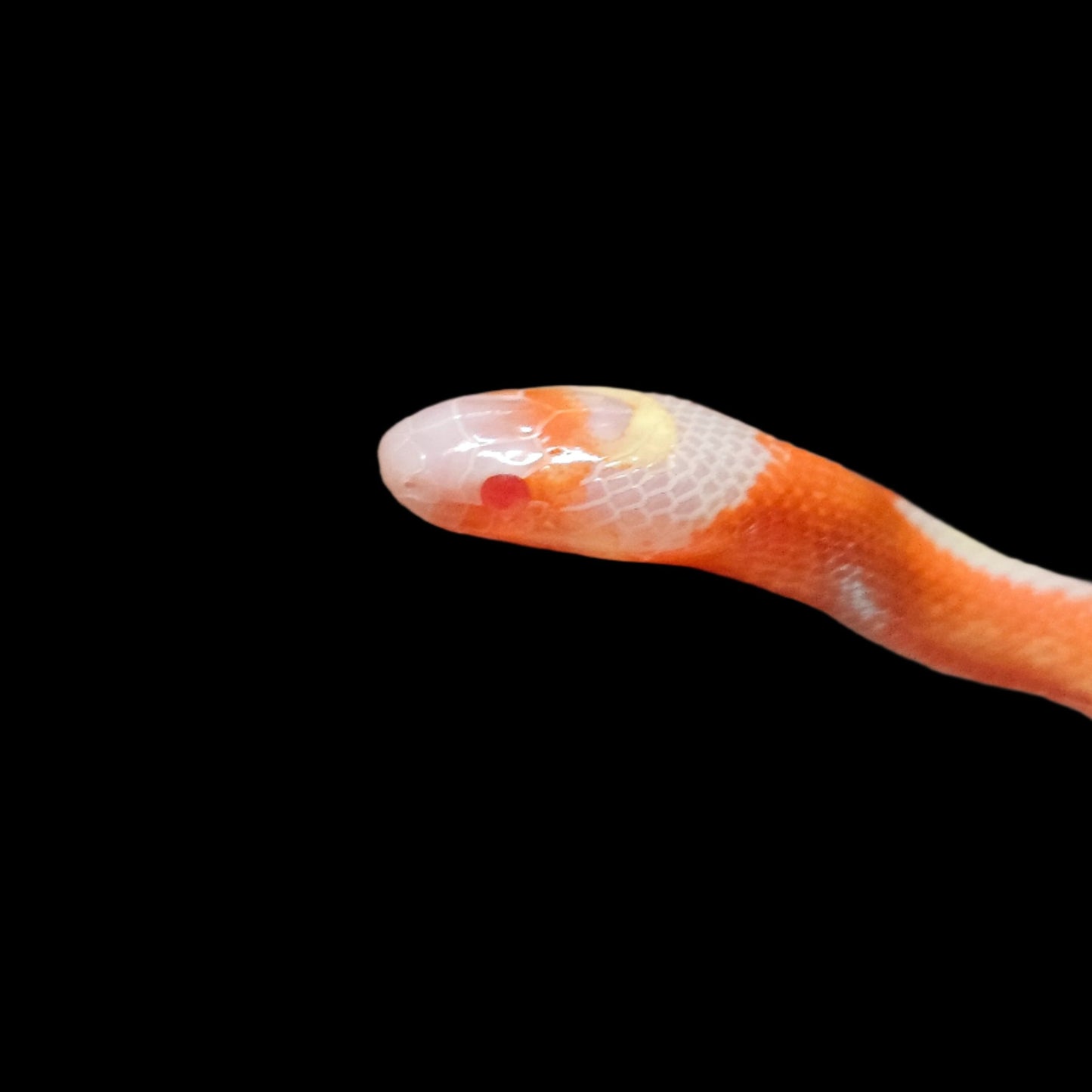 Albino Splotch Nelson's Milk Snake
