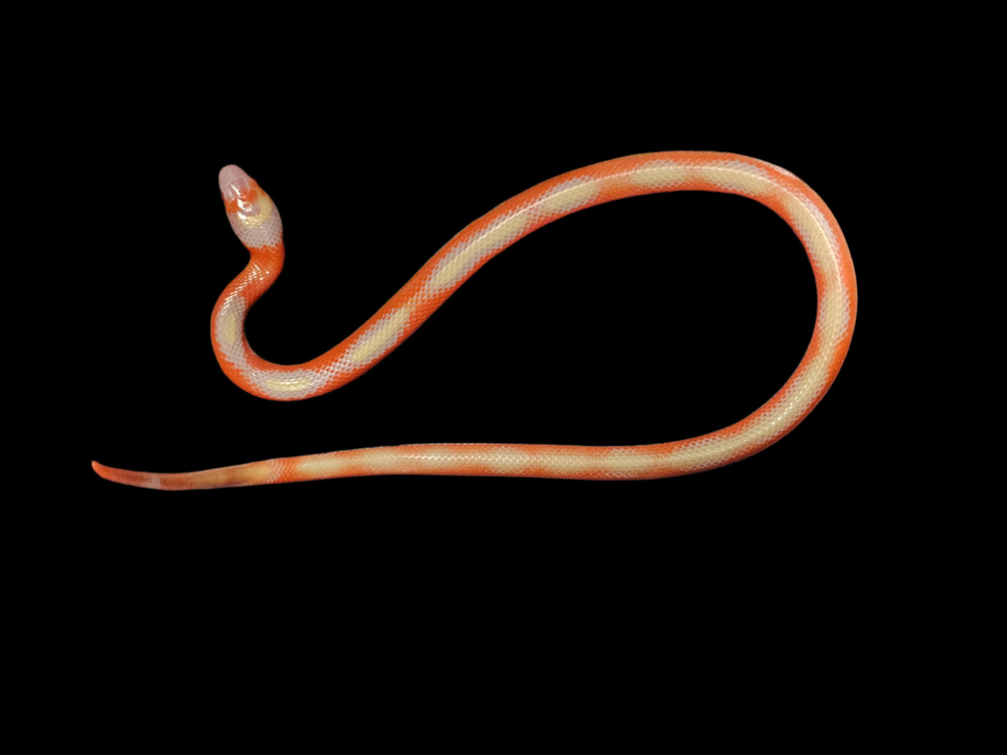 Albino Splotch Nelson's Milk Snake