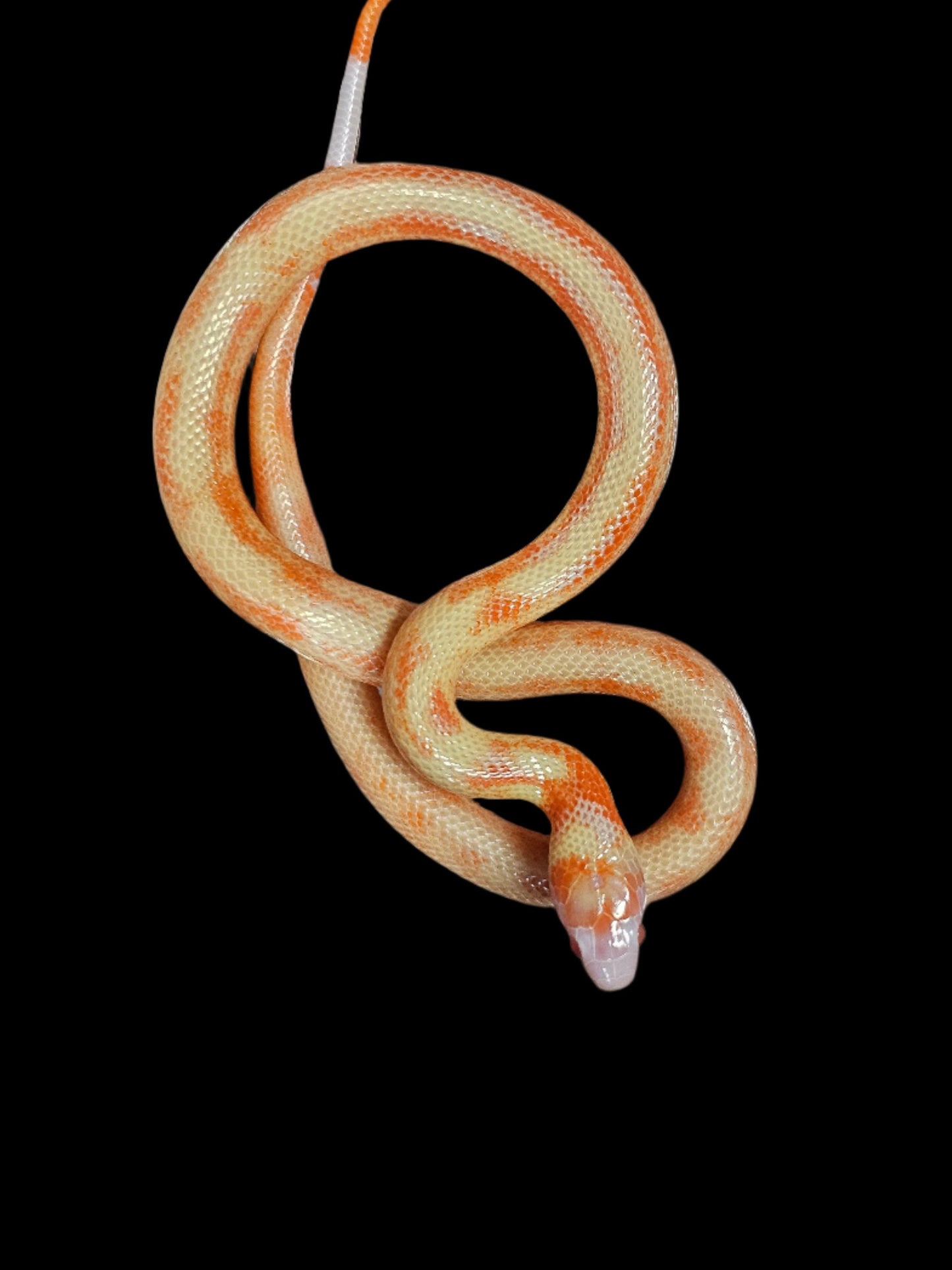 Albino Splotch Nelson's Milk Snake