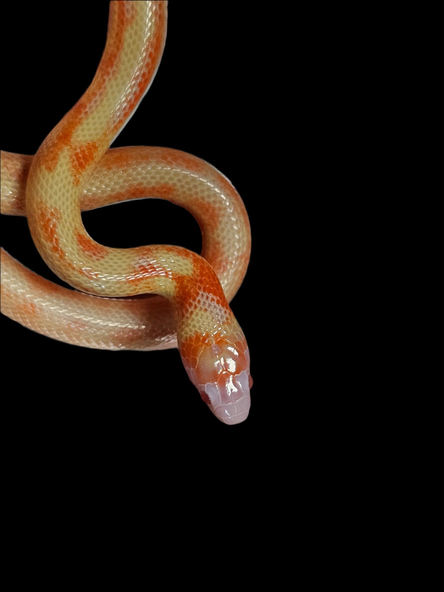 Albino Splotch Nelson's Milk Snake