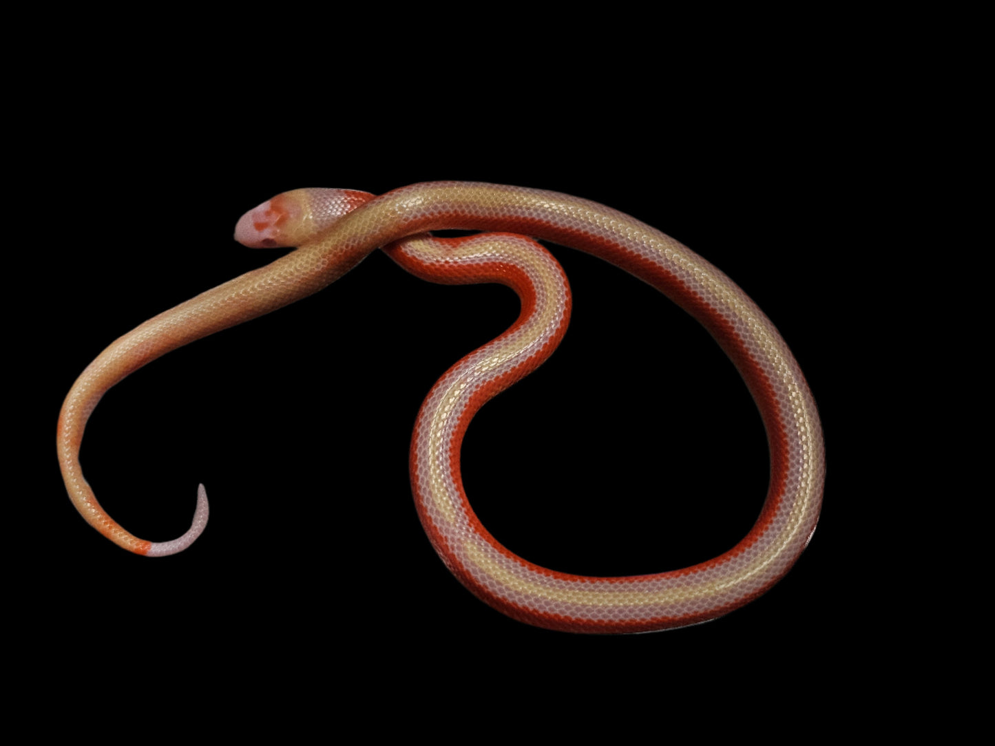 Albino Splotch Nelson's Milk Snake