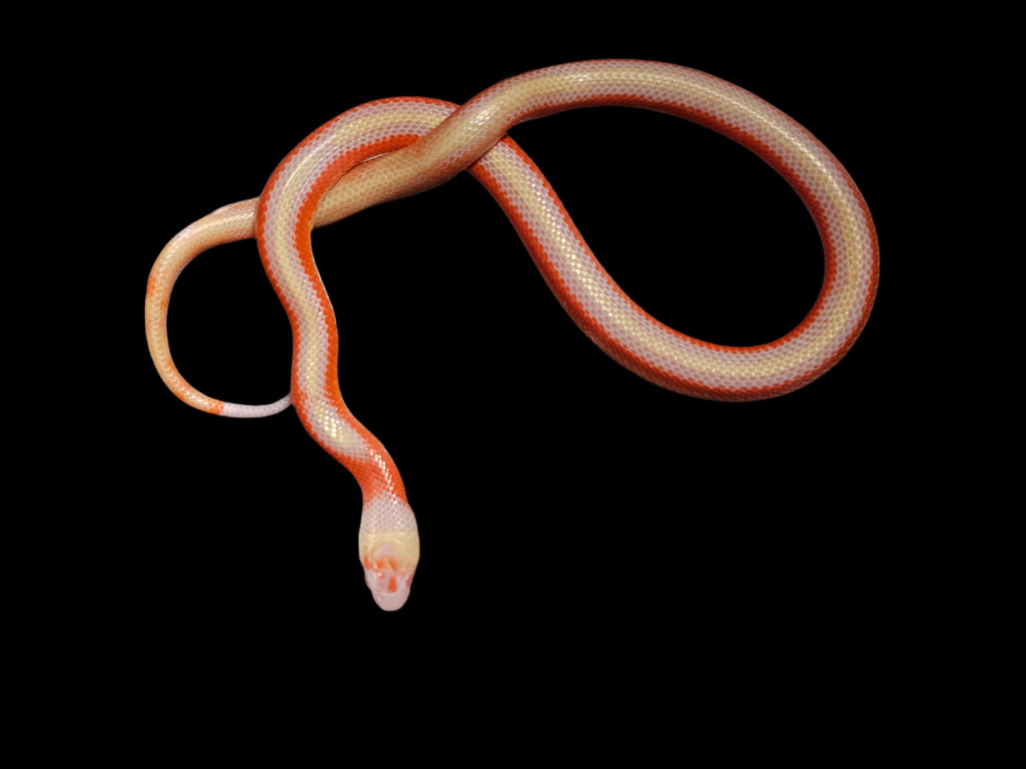 Albino Splotch Nelson's Milk Snake