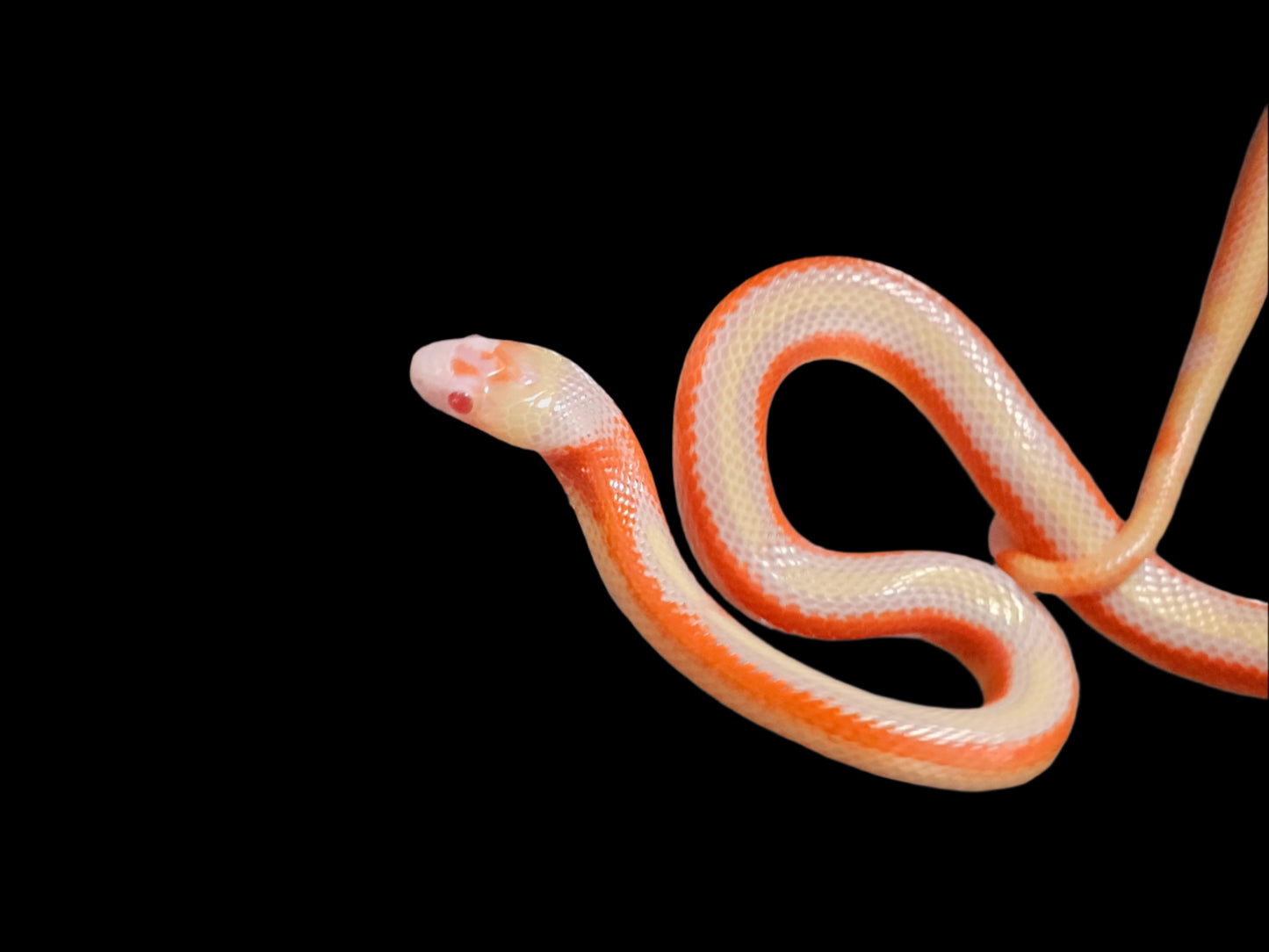 Albino Splotch Nelson's Milk Snake