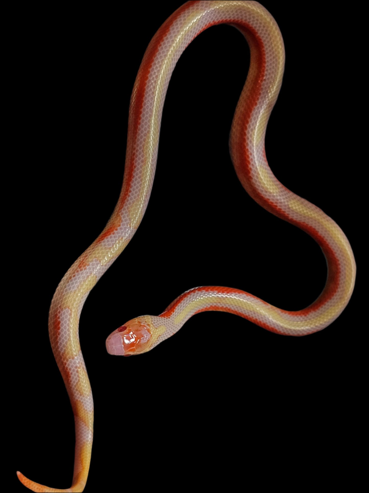 Albino Splotch Nelson's Milk Snake