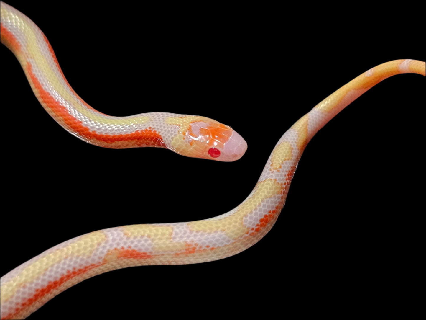 Albino Splotch Nelson's Milk Snake