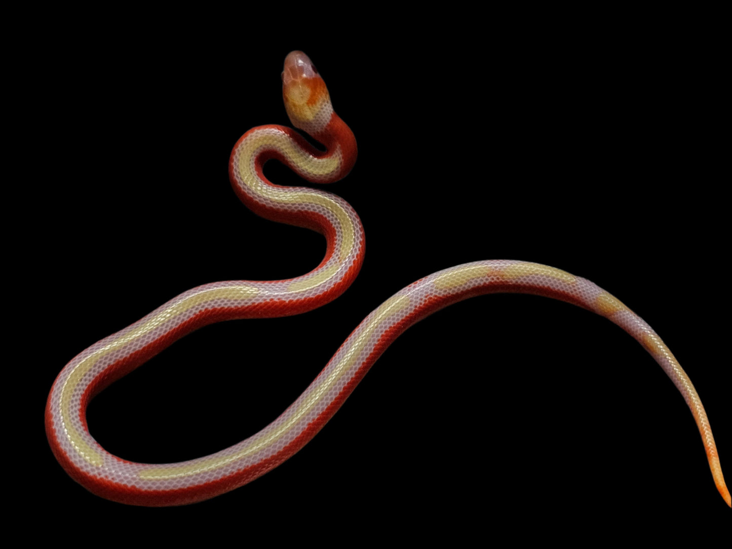 Albino Splotch Nelson's Milk Snake