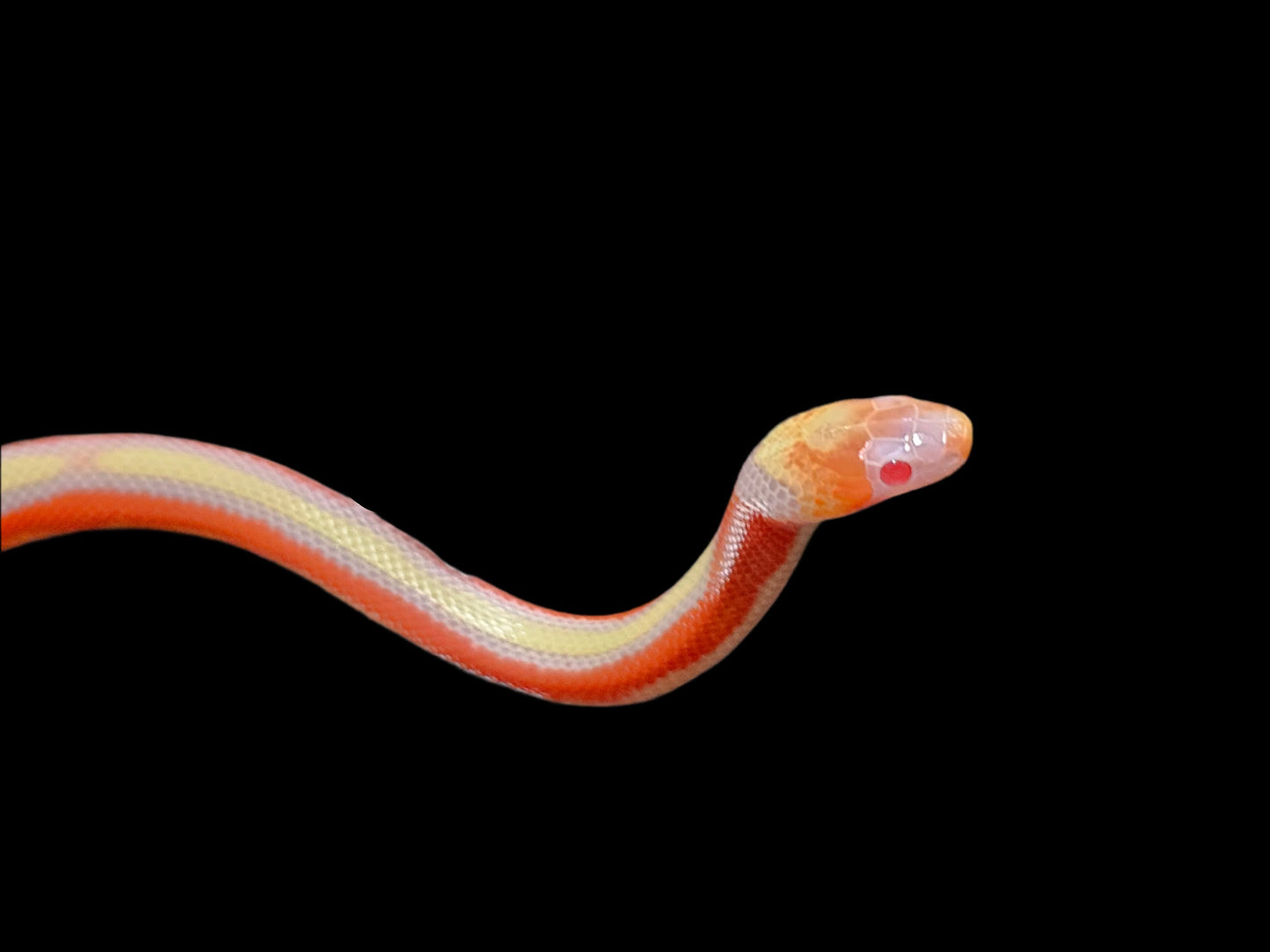 Albino Splotch Nelson's Milk Snake