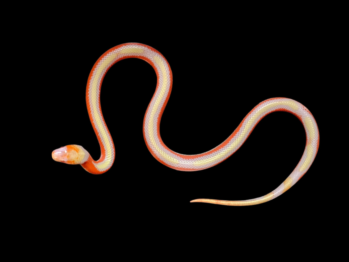 Albino Splotch Nelson's Milk Snake