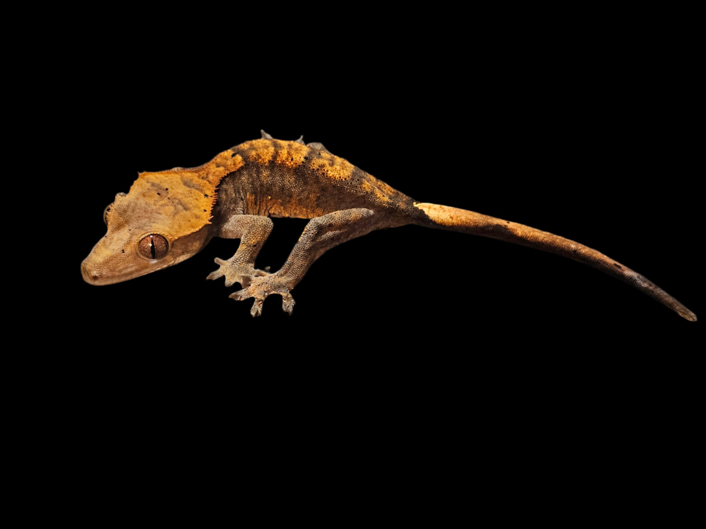 Halloween Crested Gecko