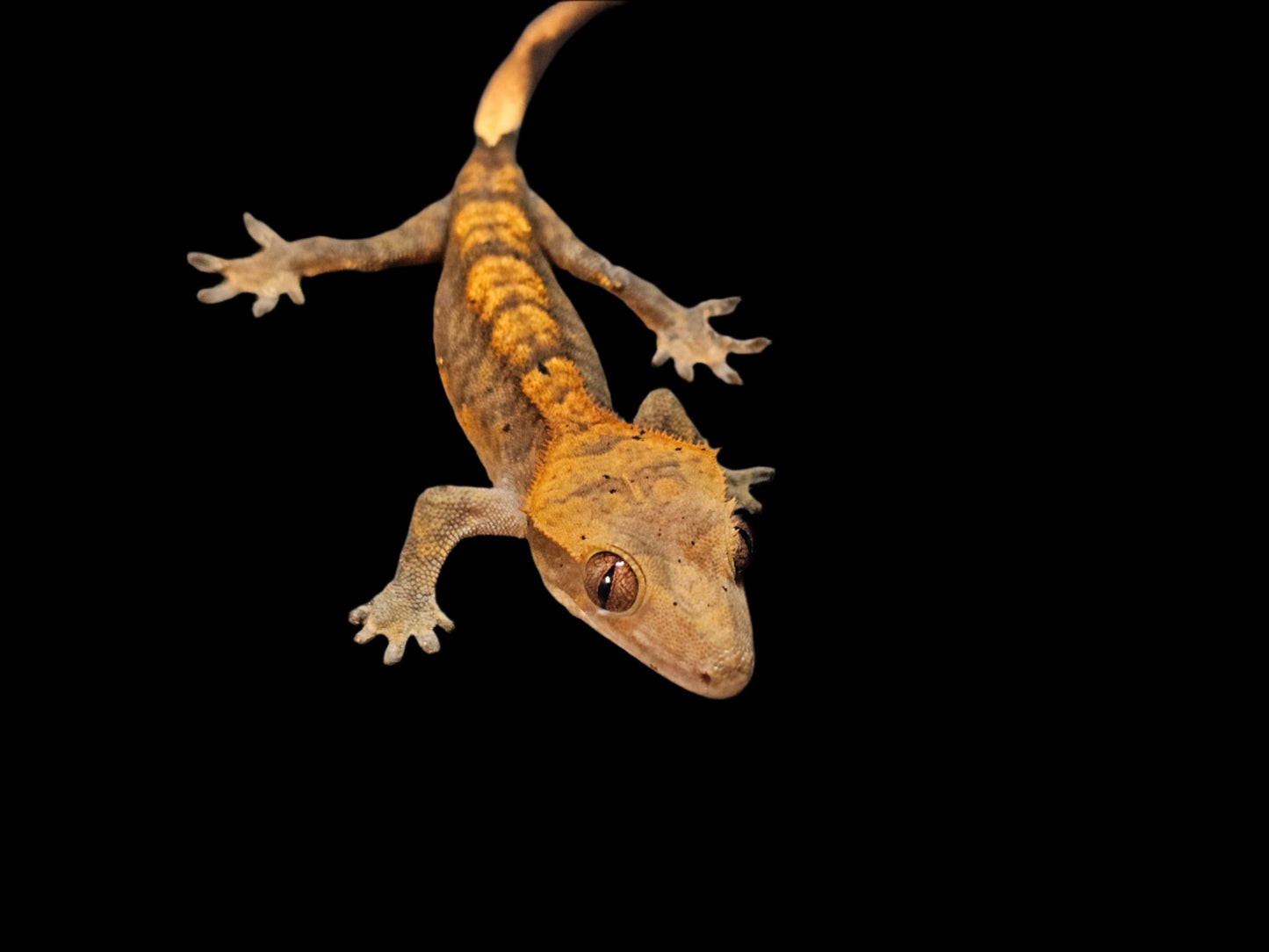 Halloween Crested Gecko