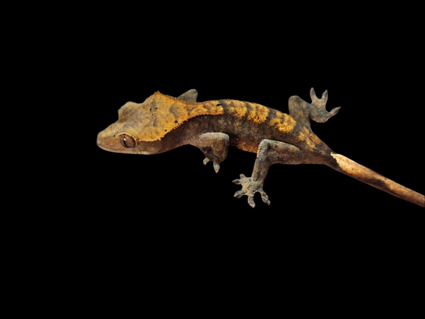 Halloween Crested Gecko