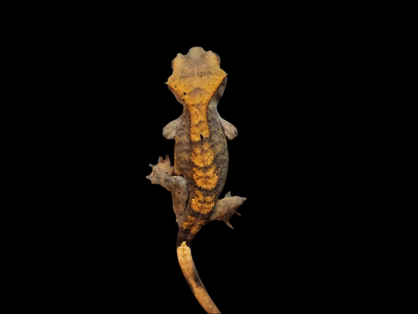 Halloween Crested Gecko