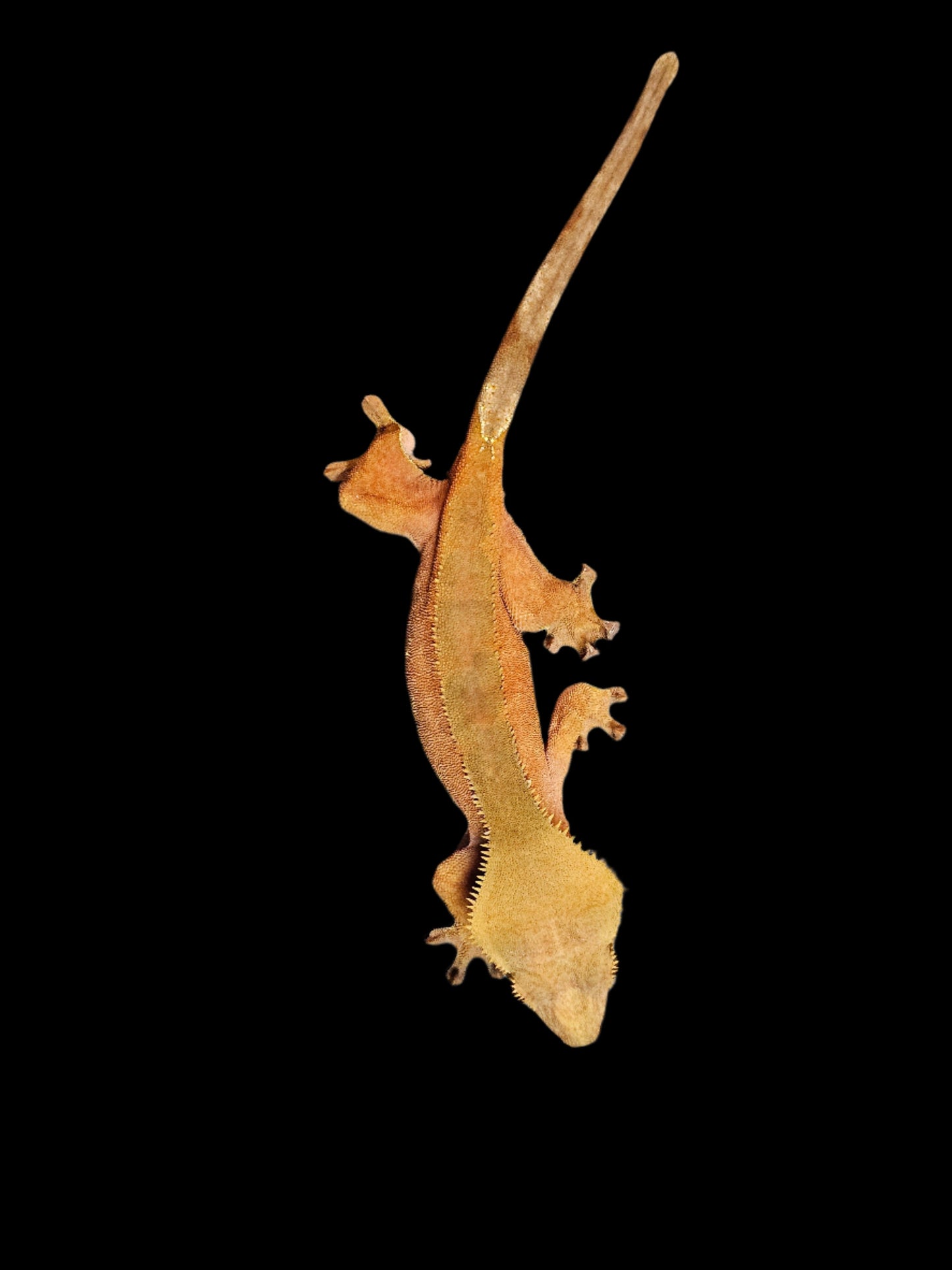 Red Phantom Crested Gecko Adult