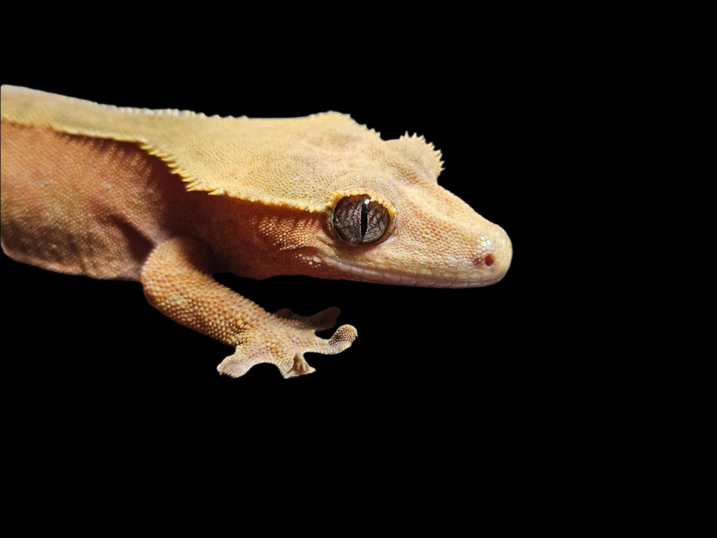 Red Phantom Crested Gecko Adult