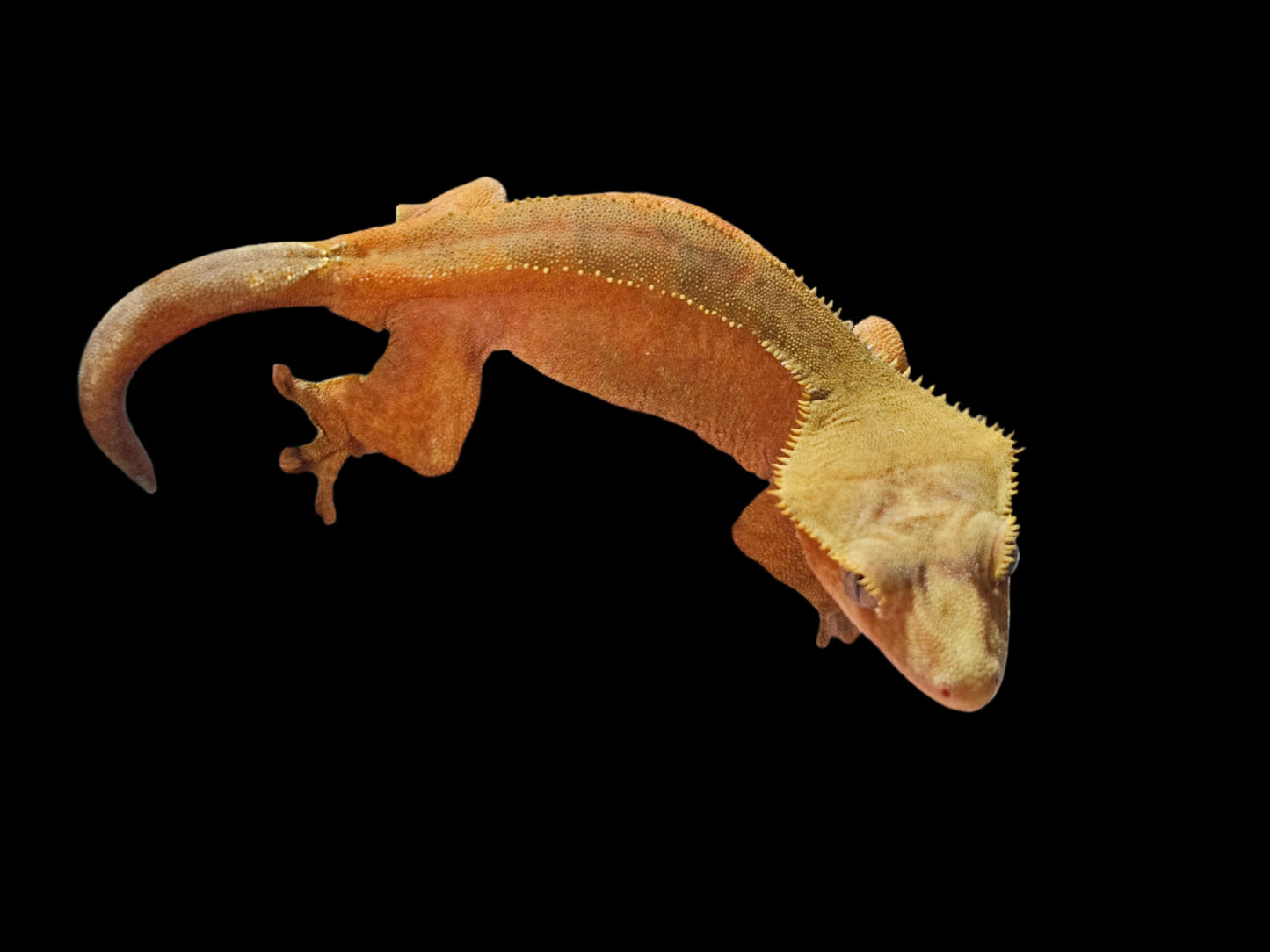 Red Phantom Crested Gecko Adult