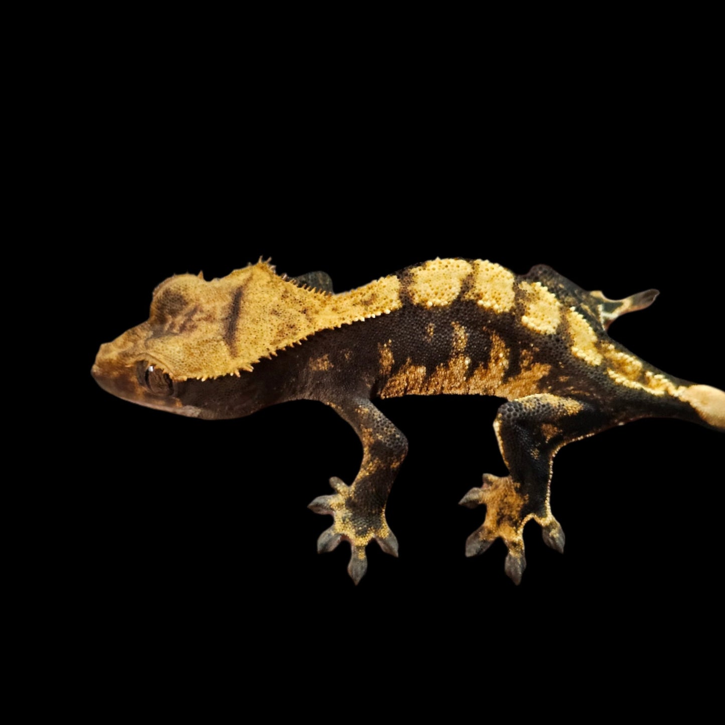 Dark Base Harlequin Crested Gecko