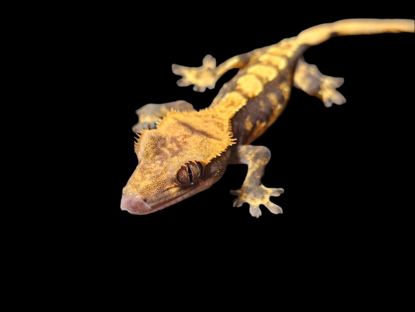 Dark Base Harlequin Crested Gecko