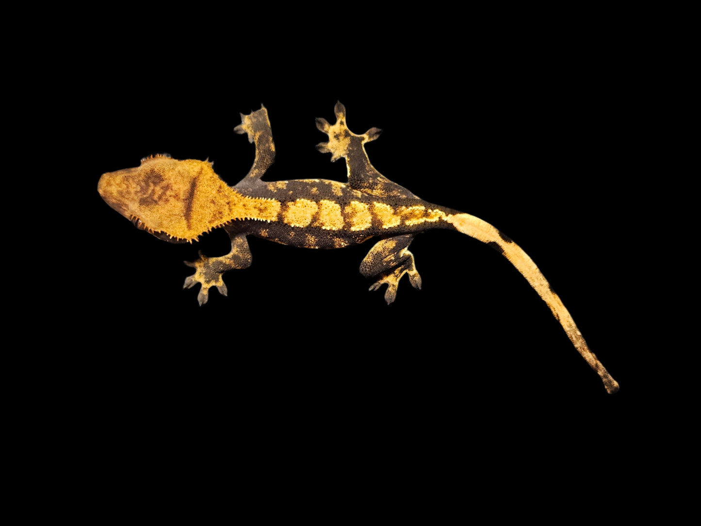 Dark Base Harlequin Crested Gecko
