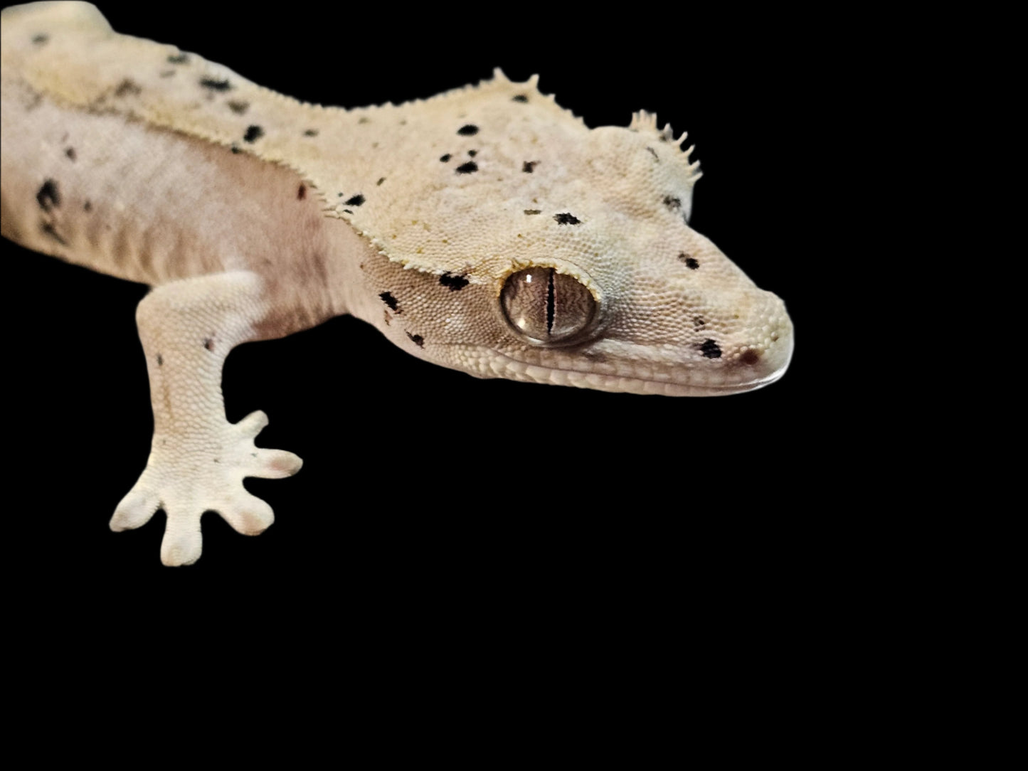 Mardi Gras Super Dalmatian Crested Gecko