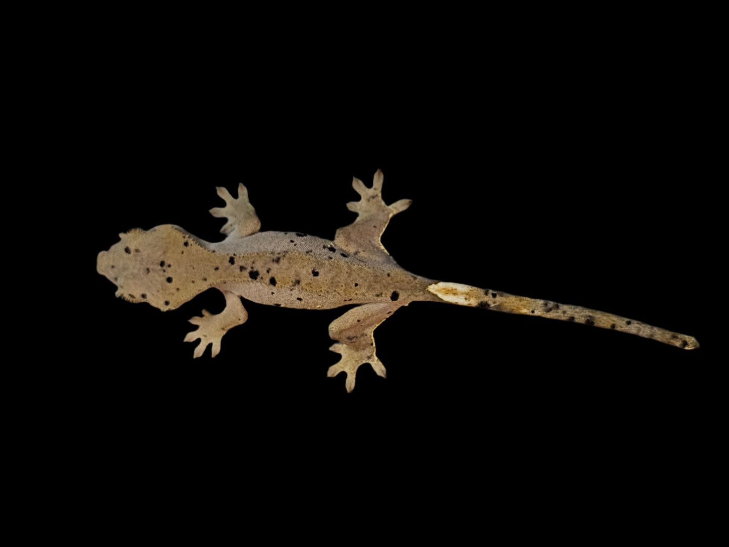 Mardi Gras Super Dalmatian Crested Gecko
