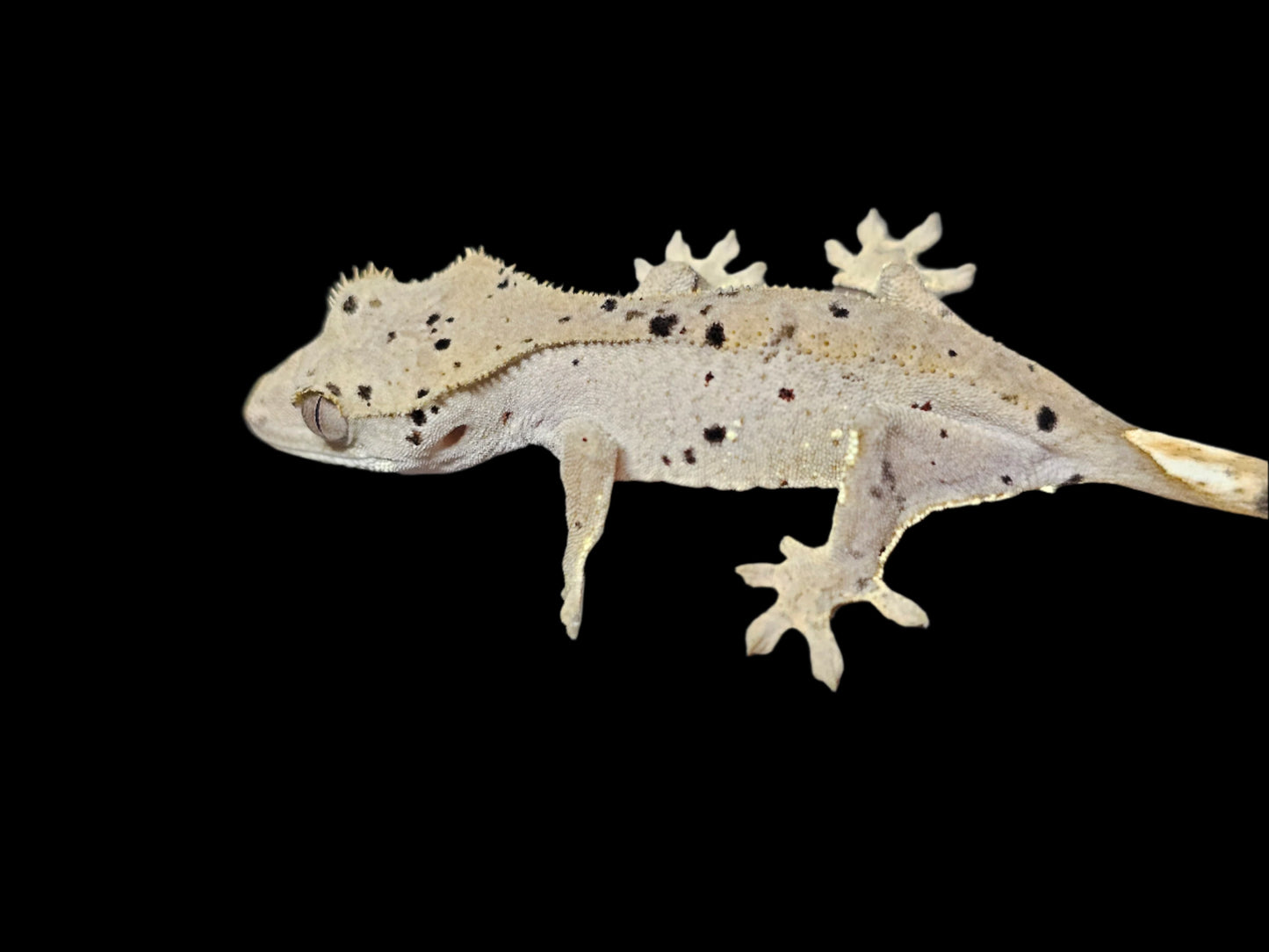 Mardi Gras Super Dalmatian Crested Gecko
