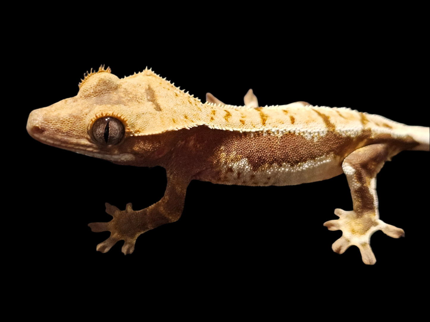 Rusty Lilly White Crested Gecko