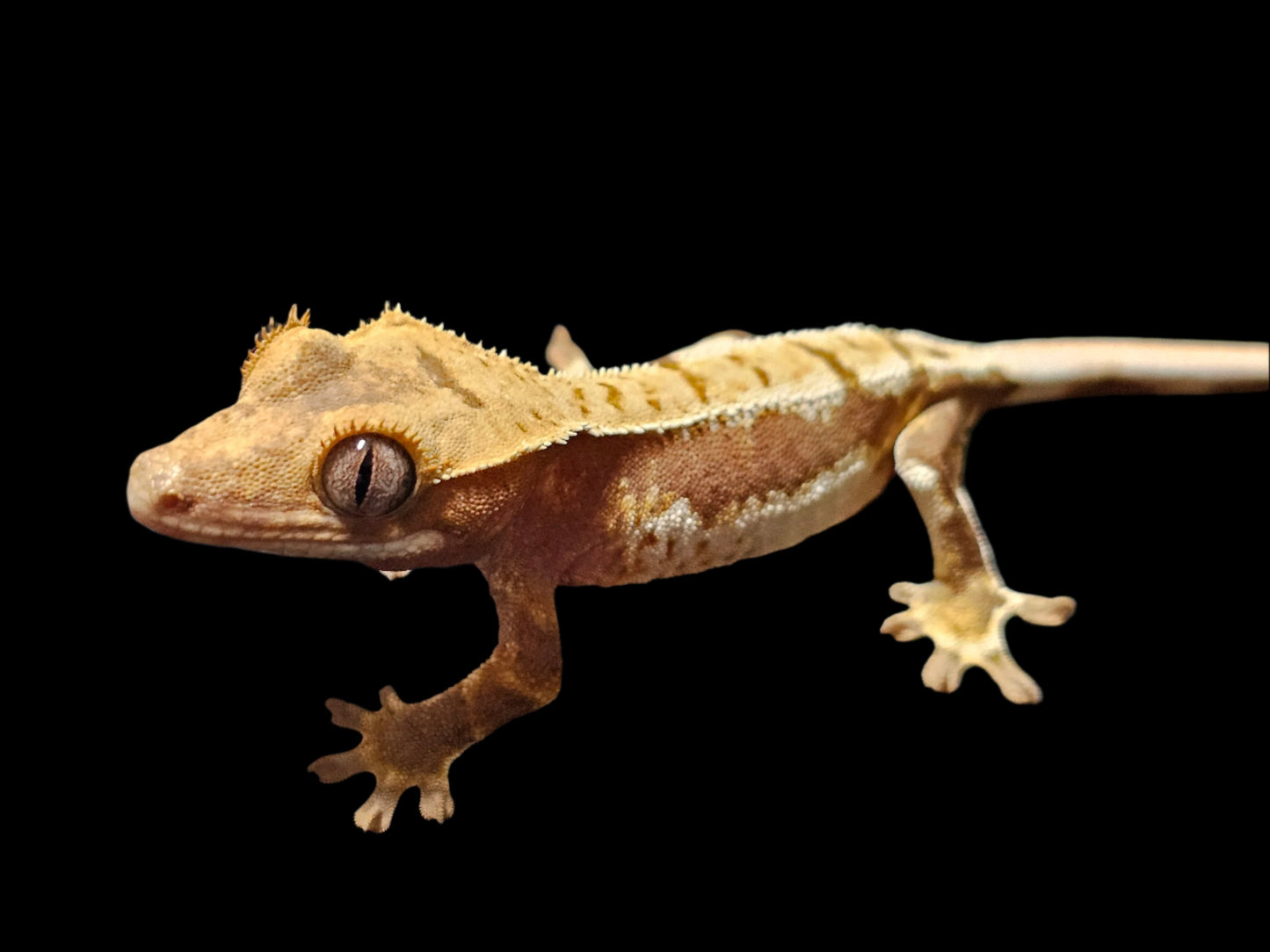 Rusty Lilly White Crested Gecko