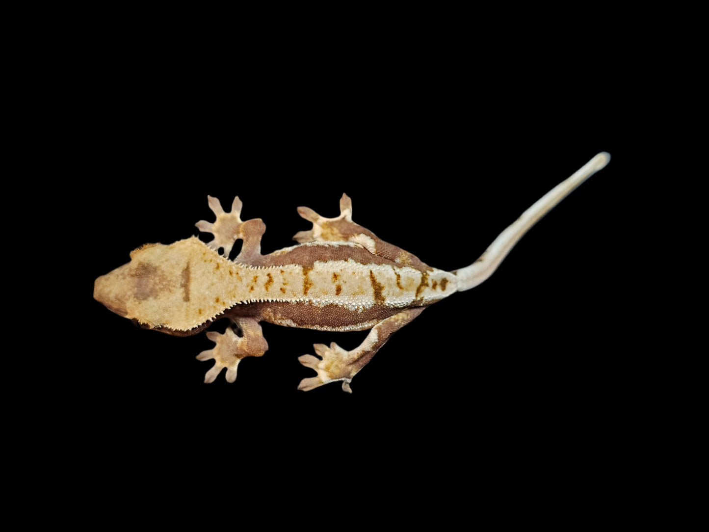 Rusty Lilly White Crested Gecko