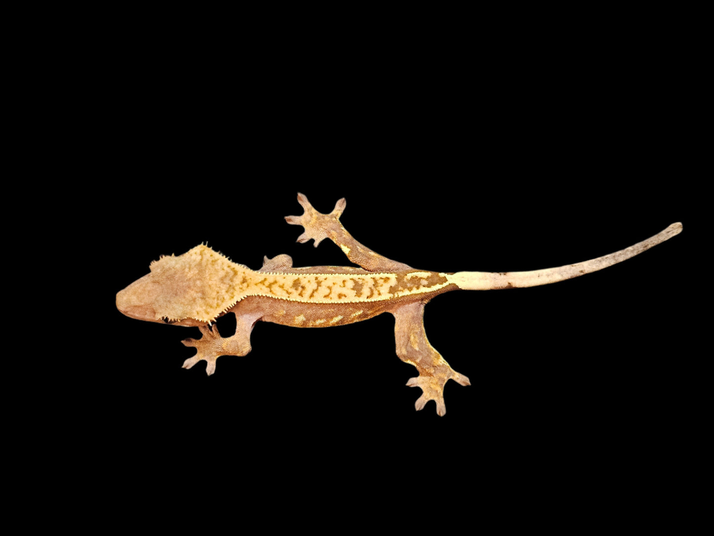 Red Cream Crested Gecko
