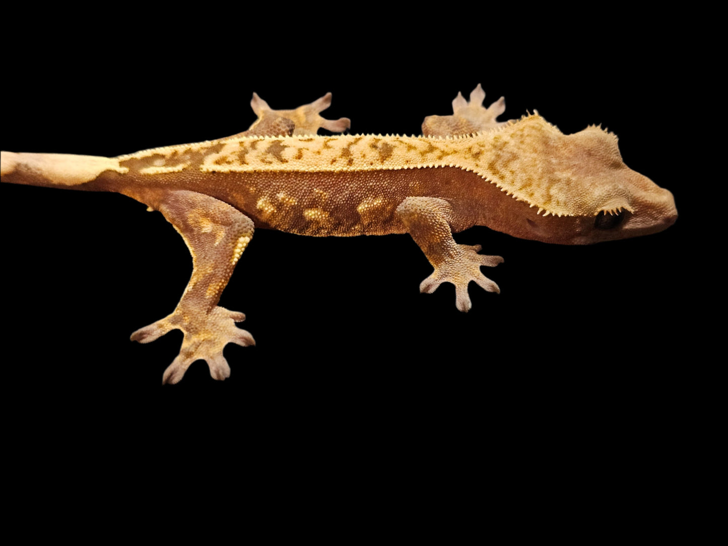 Red Cream Crested Gecko