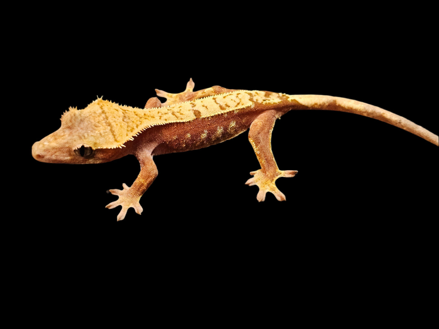 Red Harlequin Crested Gecko