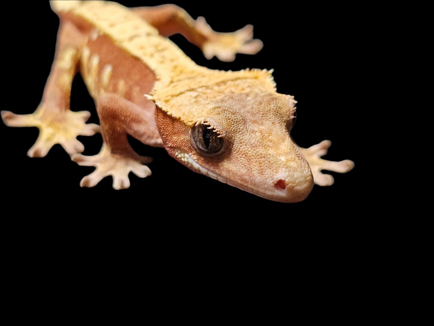 Red Harlequin Crested Gecko