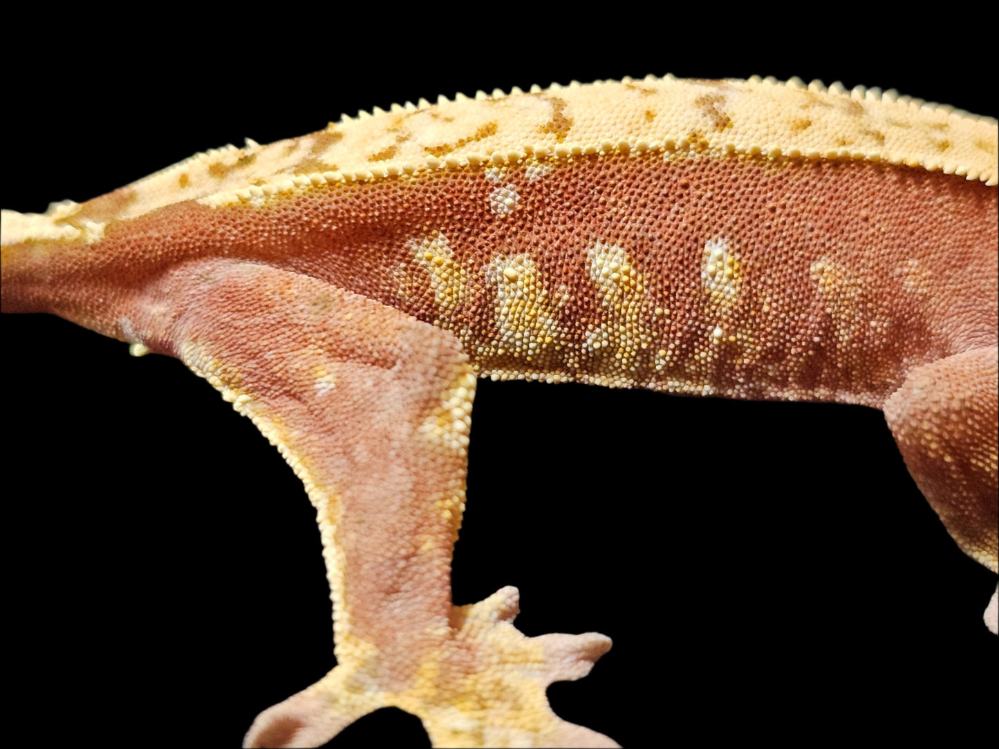 Red Harlequin Crested Gecko