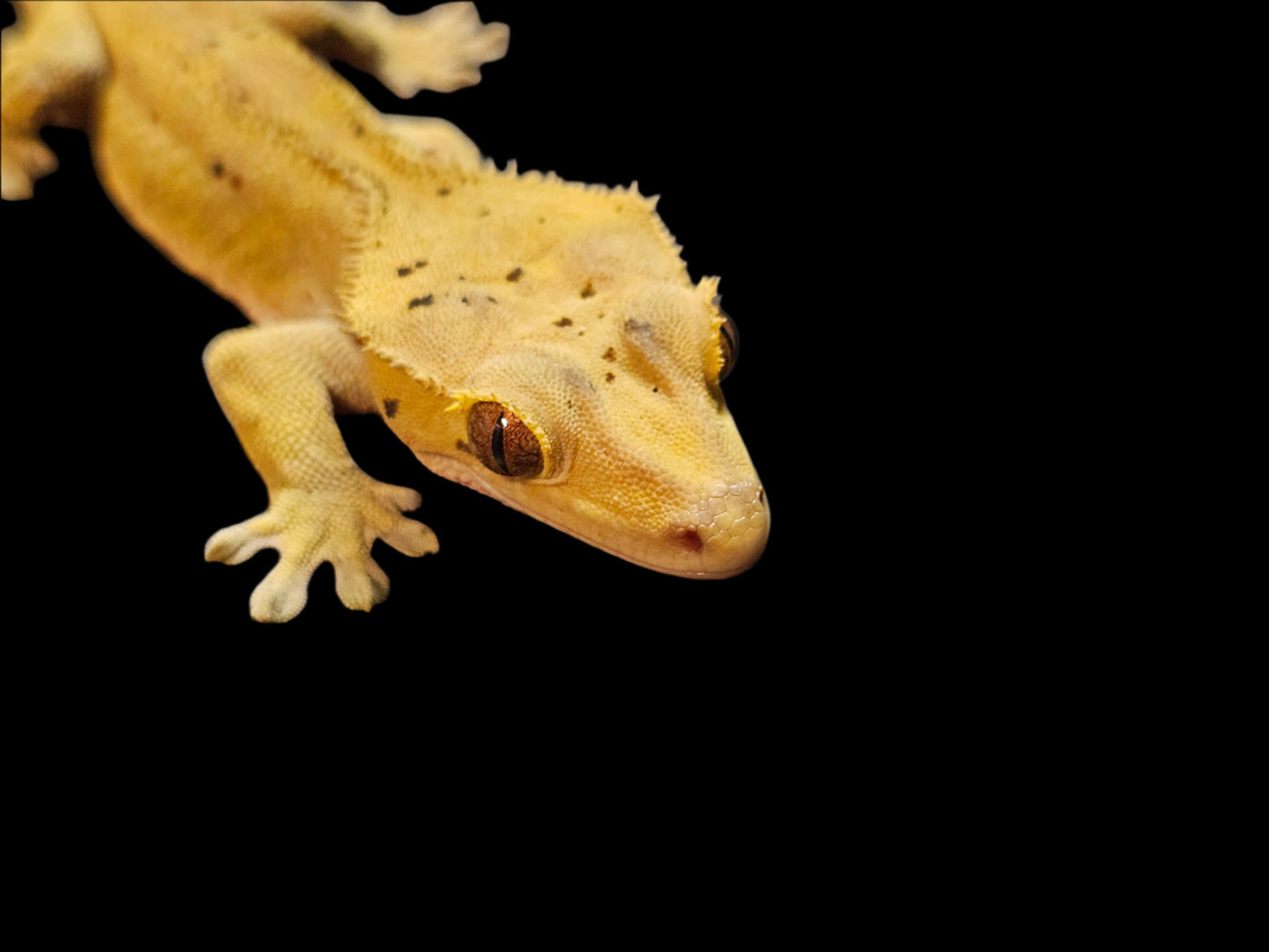 Green Mardi Gras Crested Gecko Adult