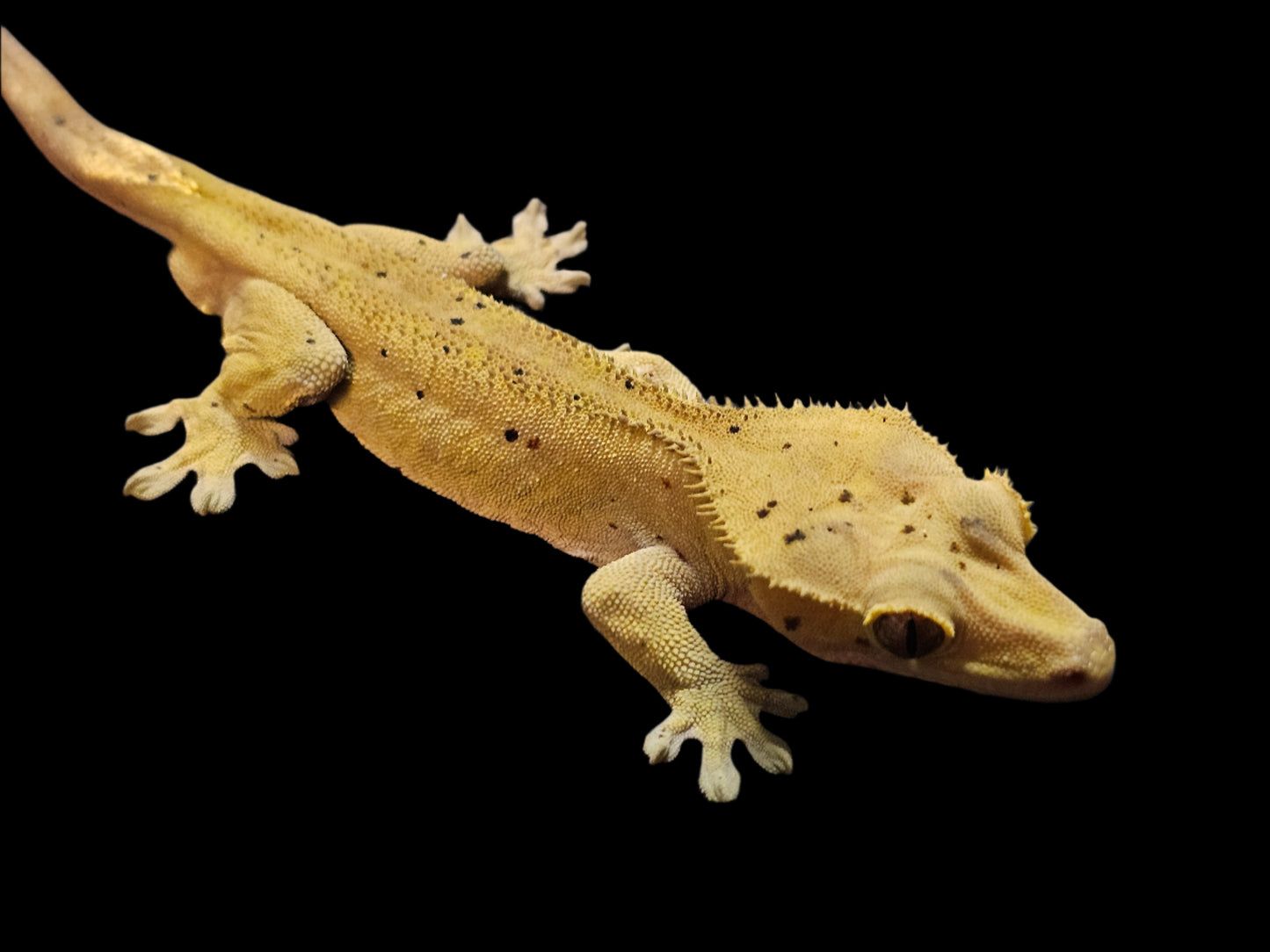 Green Mardi Gras Crested Gecko Adult