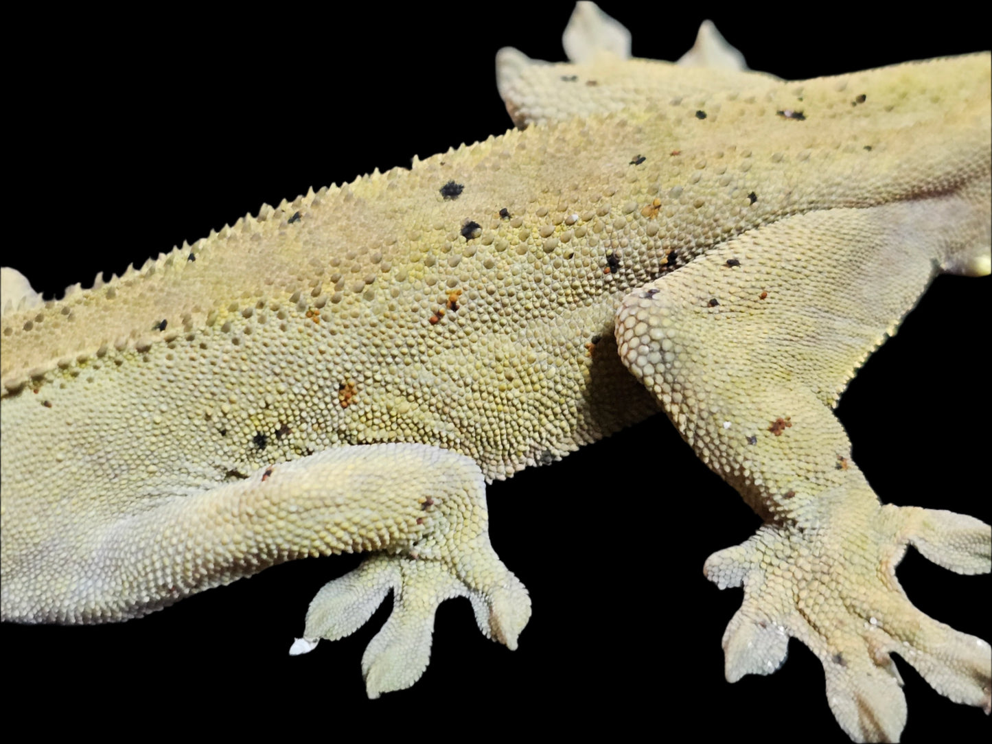 Green Mardi Gras Crested Gecko Adult