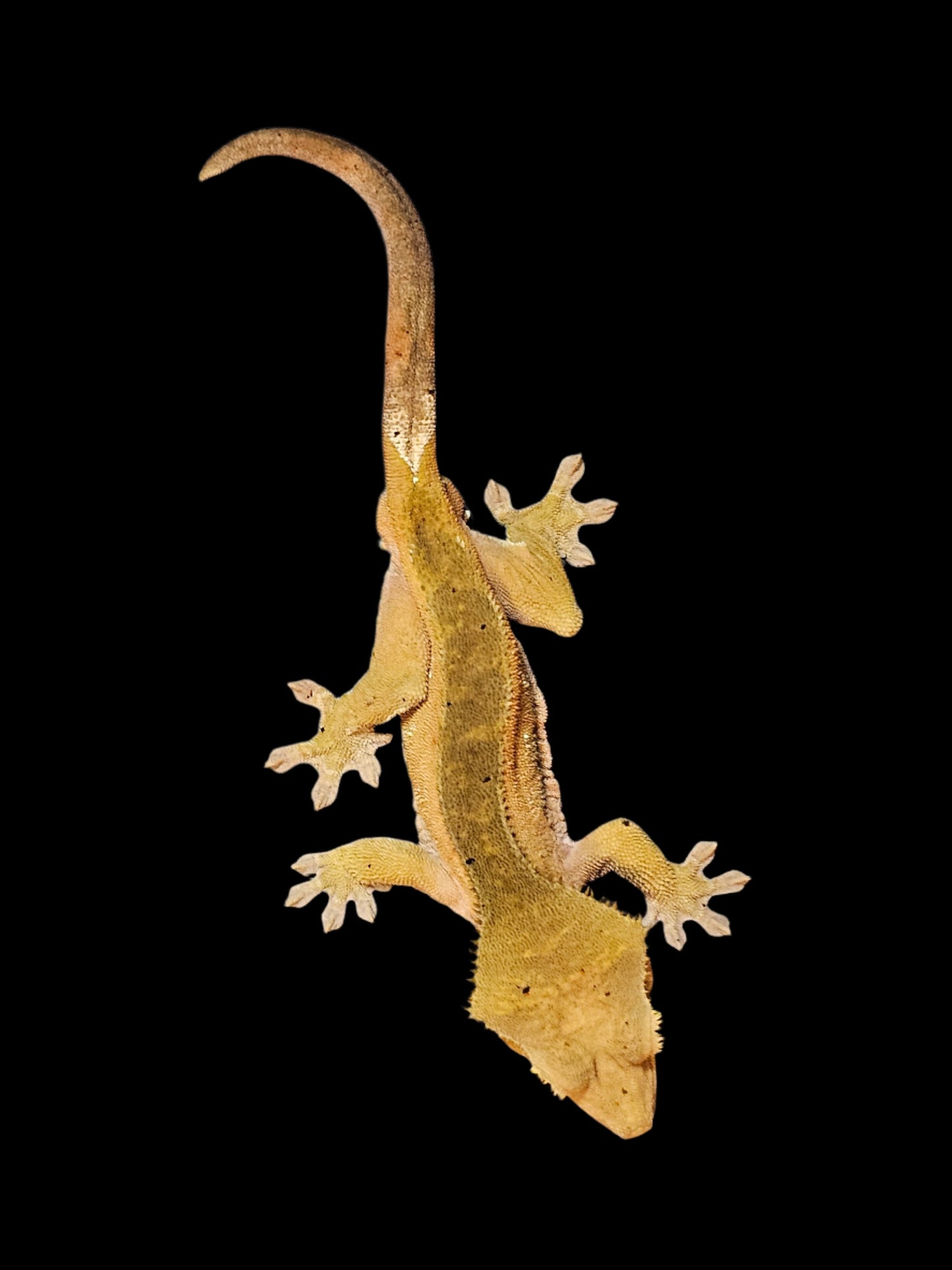 Green Back Red Crested Gecko Adult
