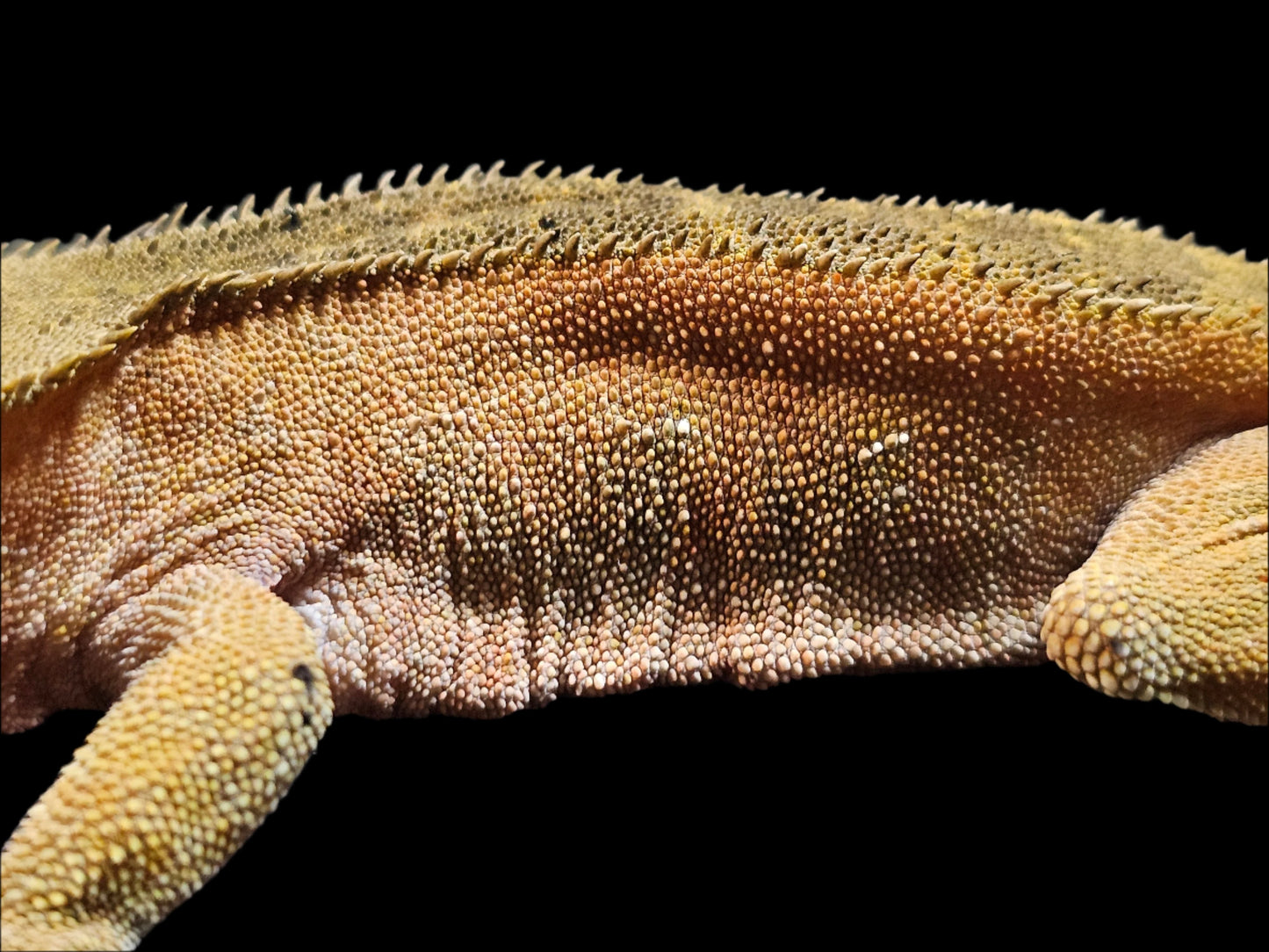 Green Back Red Crested Gecko Adult