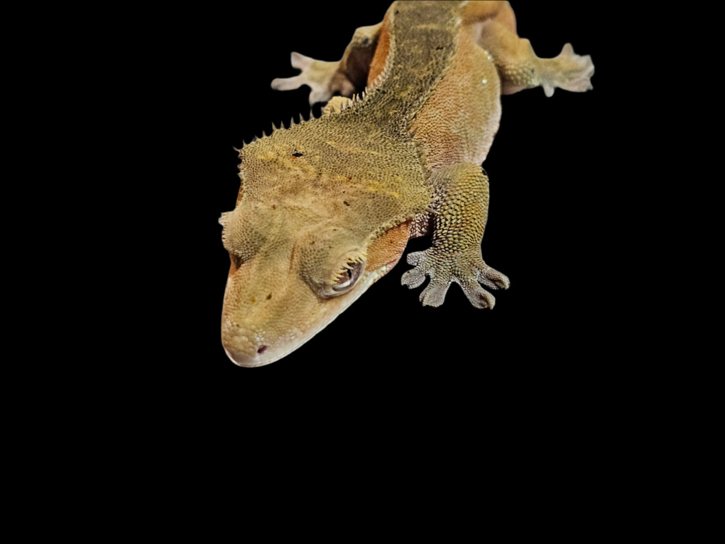 Green Back Red Crested Gecko Adult