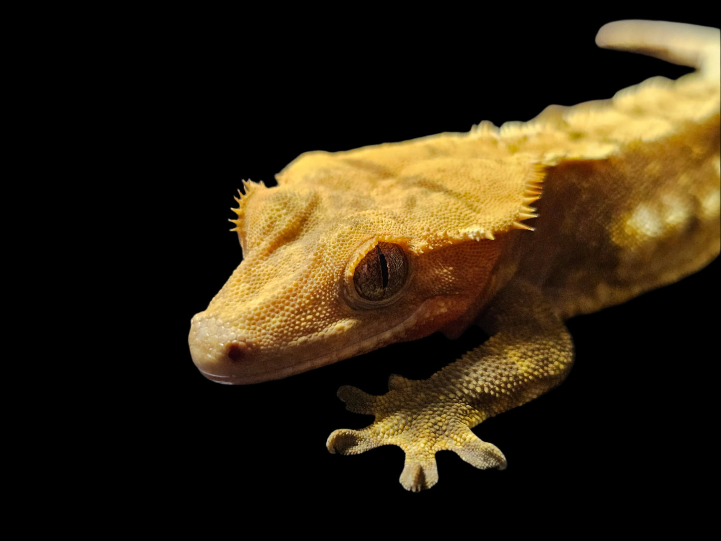 Red Harlequin Crested Gecko Adult Male