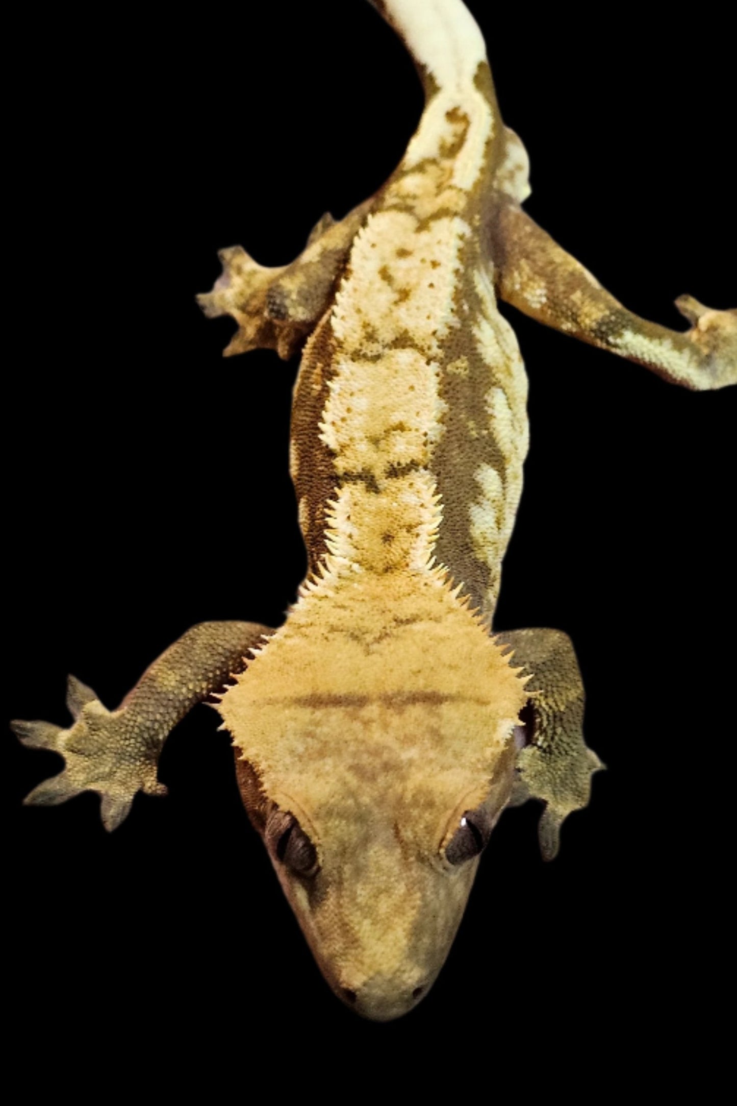 Red Harlequin Crested Gecko Adult Male