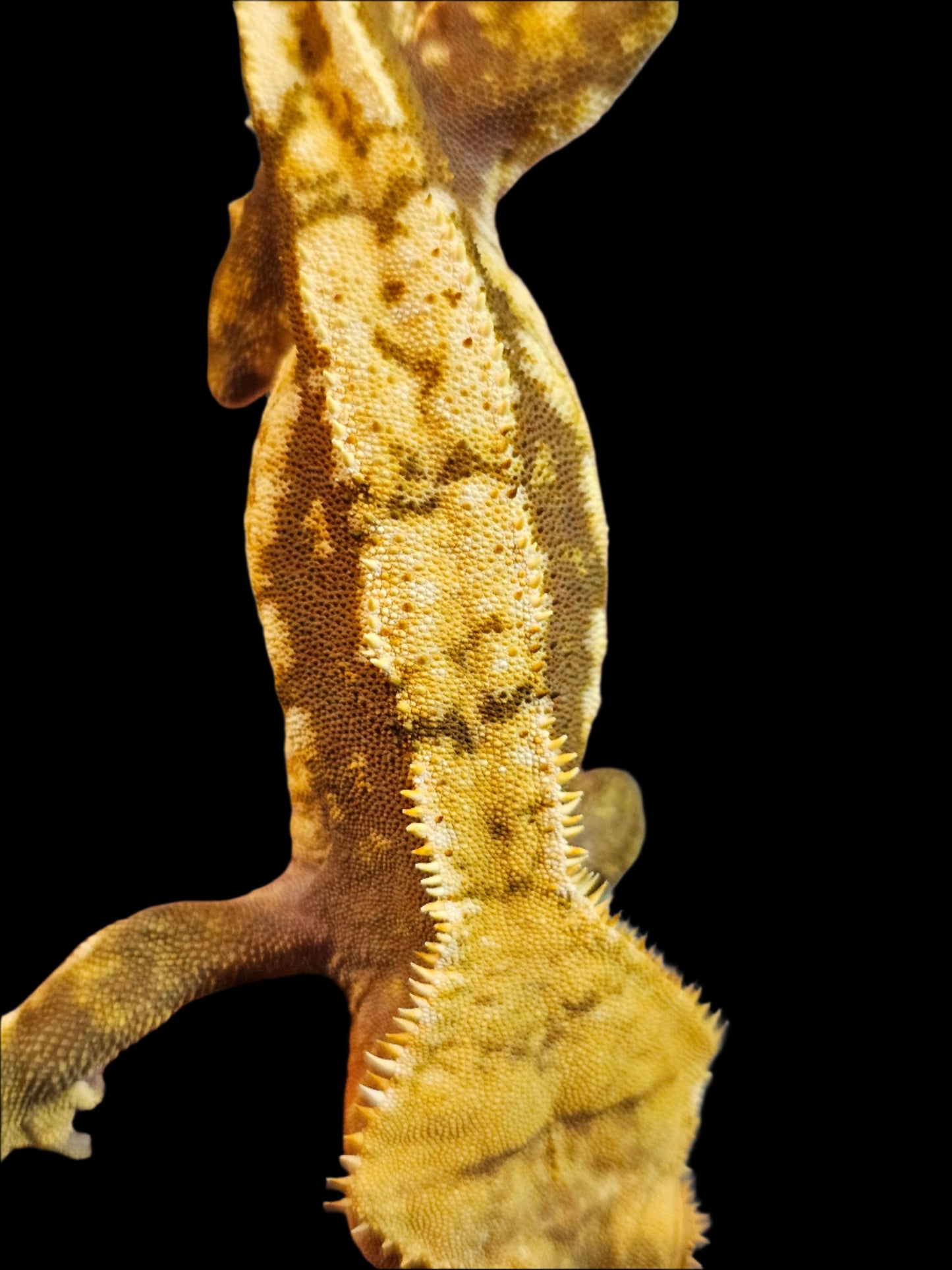 Red Harlequin Crested Gecko Adult Male