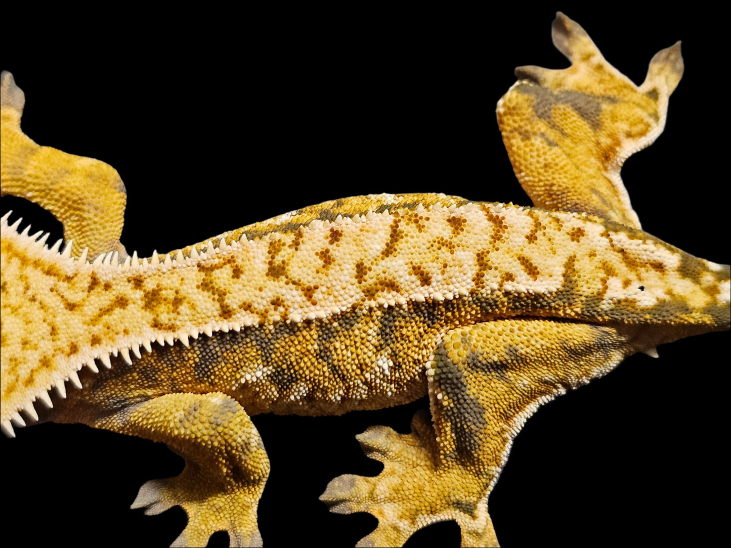 Extreme Harlequin Crested Gecko Female